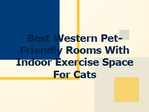 Best Western Pet-Friendly Rooms with Indoor Cat Exercise Space